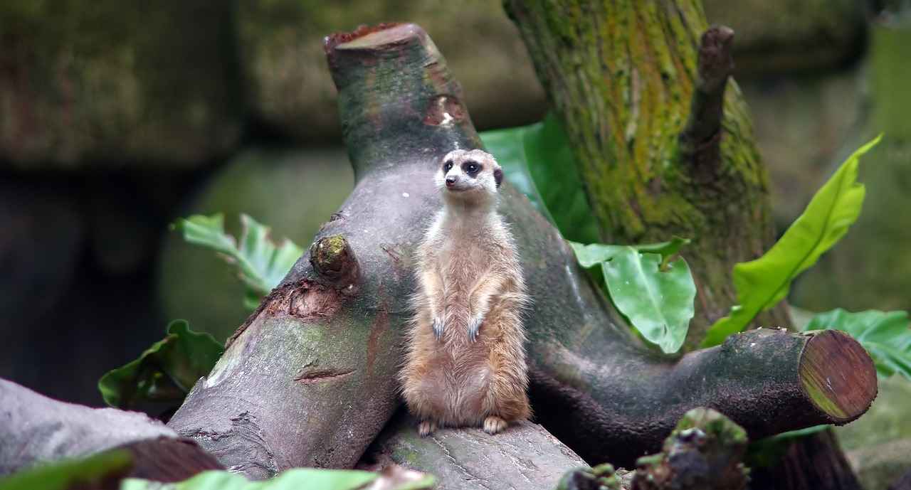 Su diyeti: Şişkinlikten kurtulmanın yolu 1 Su Diyetinin Faydaları