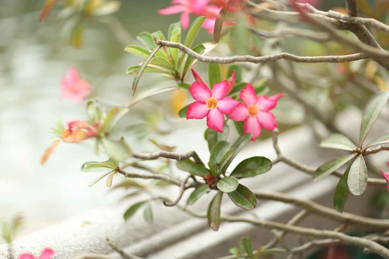 Su İçmenin Zayıflama Üzerindeki Etkileri