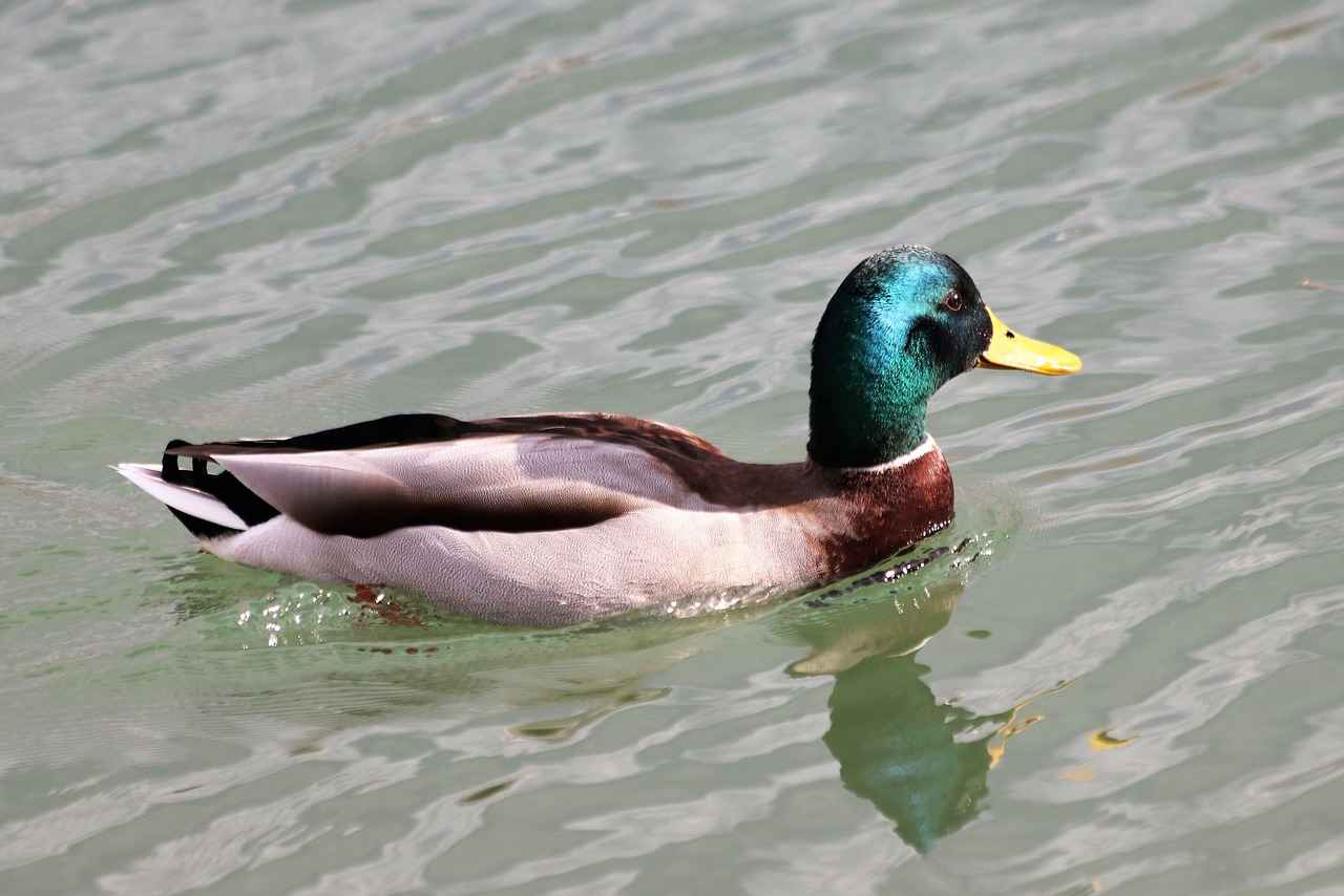 Su Diyetiyle Ruh Halinizi İyileştirin! 1 Su Diyetinin Temel İlkeleri
